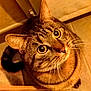 abyssinian, animal, architecture, building, cat, chair, closet, cupboard, door, drawer, furniture, hardwood, indoors, kitten, livingroom, manx, pet, plywood, room, wood