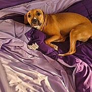 Emma joined the competition — help win amazing prizes! dog, brown_dog, bed, purple_bedspread, lavender_sheets, pet, animal, resting, lying_down, indoor, cozy, relaxed, canine, fur, paw, snout, ears, face, comfort, sunlight