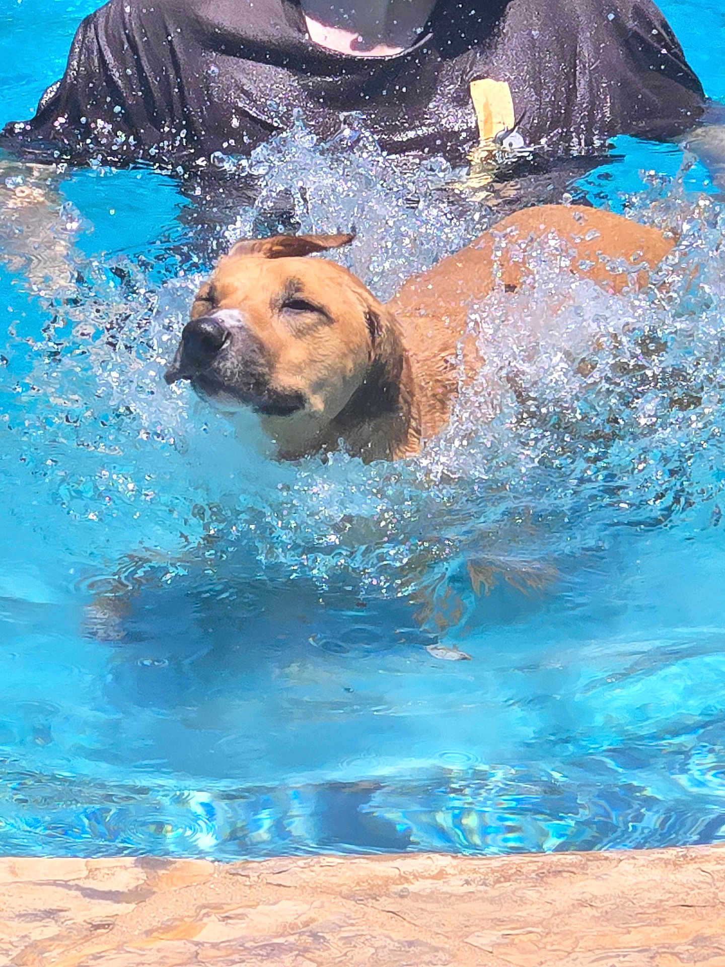 Emma joined the competition — help win amazing prizes! dog, water, pool, splashing, swimming, person, summer, outdoor, animal, pet, fun, blue_water, wet, playing, canine, recreation, sunlight, active, joyful, motion