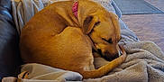 Emma joined the competition — help win amazing prizes! dog, sleeping, blanket, collar, furniture, indoor, brown, curled_up, pet, cozy, nap, fur, tail, resting, comfort, living_room, soft, relaxation, animal, cute