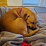 dog, sleeping, blanket, collar, furniture, indoor, brown, curled_up, pet, cozy, nap, fur, tail, resting, comfort, living_room, soft, relaxation, animal, cute