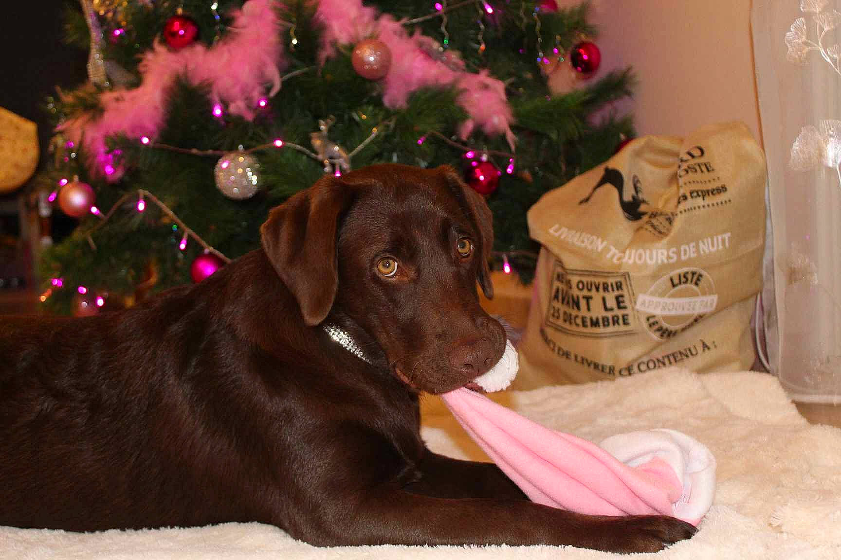 Uchka participe au concours pour gagner de l'argent avec cette photo : carnivore, christmas, christmas_decoration, christmas_eve, christmas_ornament, christmas_tree, collar, companion_dog, dog, dog_breed, dog_supply, event, fawn, holiday, holiday_ornament, liver, ornament, pet_supply, sporting_group, working_animal