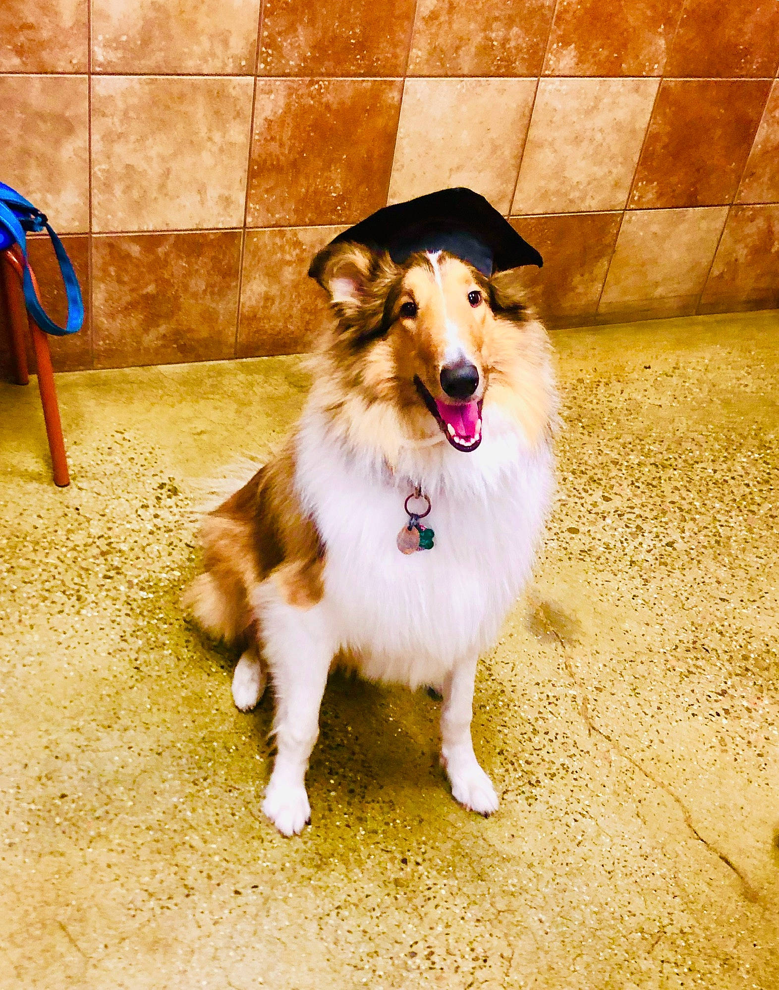 Keanu joined the competition — help win amazing prizes! canidae, carnivore, collie, companion_dog, dog, dog_breed, fawn, flash_photography, flooring, happy, herding_dog, plant, rough_collie, scotch_collie, shetland_sheepdog, smile, snout, sporting_group, tints_and_shades, whiskers