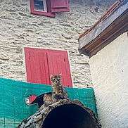 Arlo a rejoint le concours — aidez-le/la à gagner de superbes lots ! cat, tabby_cat, stone_wall, red_shutters, courtyard, outdoor, rustic, oven, grill, green_mesh, fence, building, window, pet, animal, curious, sitting, daylight, texture, architecture