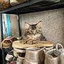 kitten, cat, shoes, shoe_rack, sneakers, casual, indoor, furniture, curious, fluffy, pet, animal, brown_tabby, striped, small, resting, wide_eyes, metal_shelf, textured_wall, comfortable