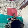 Arlo participe au concours pour gagner de l'argent avec cette photo : kitten, cat, stone_oven, stone_wall, red_shutters, outdoor, curious, fluffy, window, rustic, animal, pet, perched, building, chimney, nature, small_animal, young_cat, texture, architecture