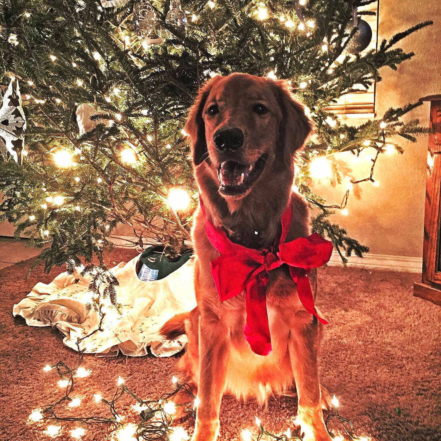 Loui???? is registered to the contest to win money with this photo: