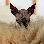 Benito a rejoint le concours — aidez-le/la à gagner de superbes lots ! cat, sphynx_cat, hairless_cat, pet, animal, face, ears, wrinkles, blue_eyes, staring, crouching, blanket, furry, soft, cozy, indoors, portrait, close_up, cream_color, funny