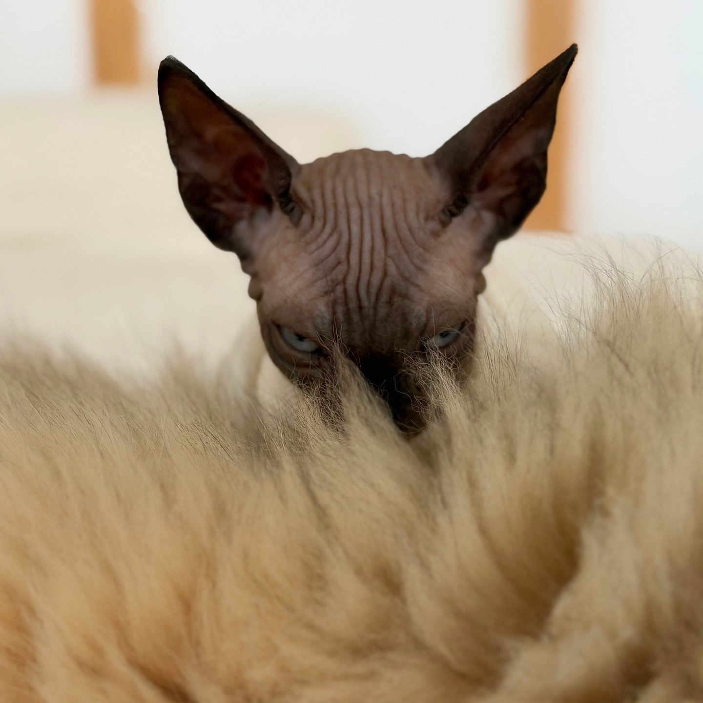 Benito
