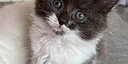 Cosmo joined the competition — help win amazing prizes! kitten, cat, gray, white, blue_eyes, fluffy, pet, animal, cute, feline, whiskers, fur, indoor, curious, sitting, face, closeup, small, young, adorable