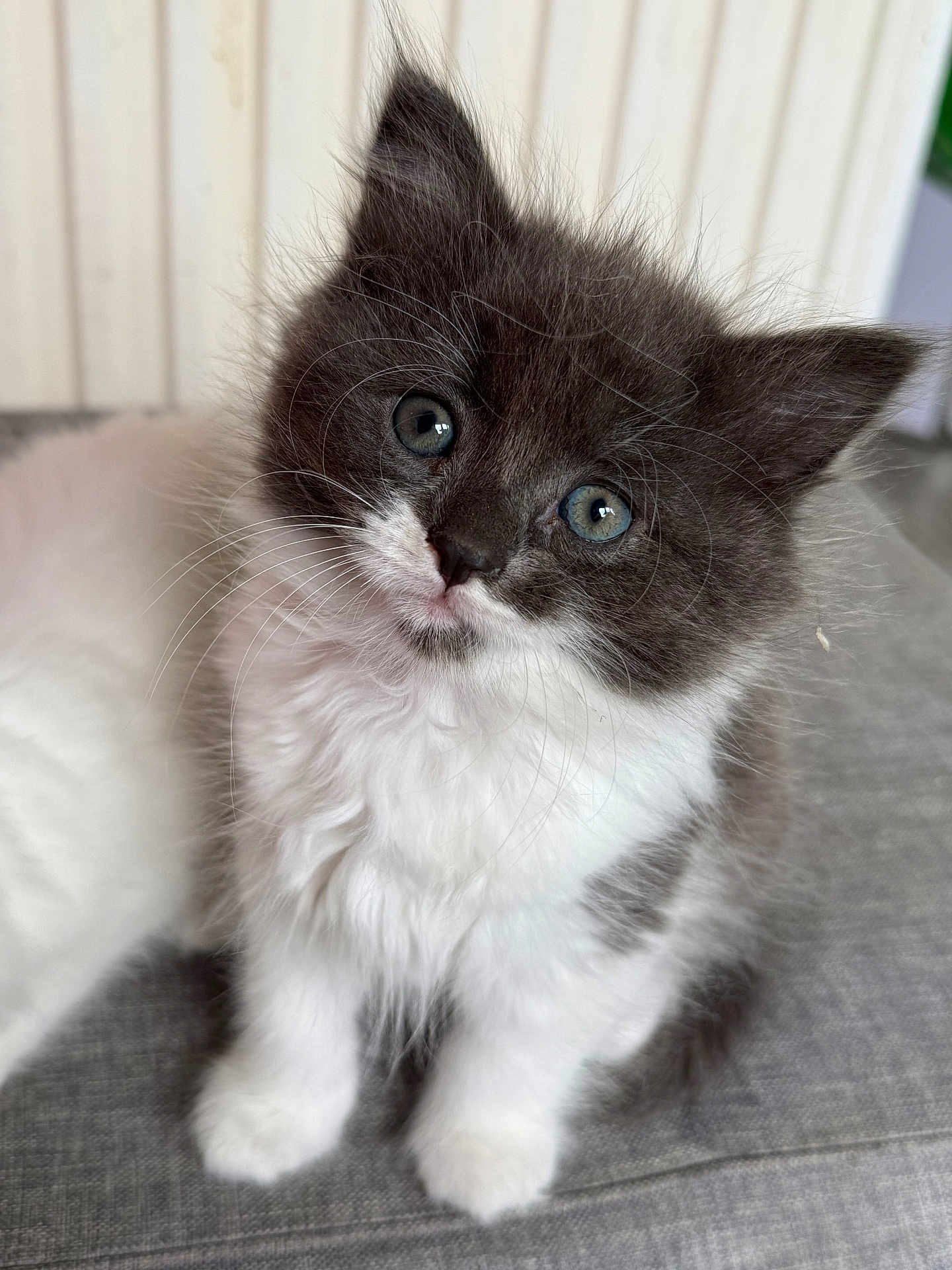 Cosmo