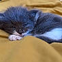 kitten, cat, sleepy, fur, gray, white, paw, blanket, cozy, cute, pet, animal, resting, soft, young, domestic, feline, closeup, indoor, relaxing