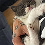 Cosmo is registered to the contest to win money with this photo: kitten, sleeping, hand, tattoo, ring, gray, white, furry, cute, pet, closeup, cozy, relaxed, animal, domestic_cat, young, indoor, soft, paw, resting