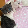 kitten, cat, blue_eyes, fluffy, white_cat, gray_cat, pink_blanket, polka_dots, soft_texture, cute, pets, animal, indoor, young, furry, small, resting, curious, companion, closeup