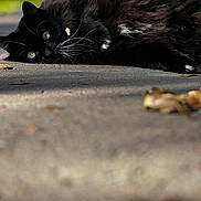 Poppy is registered to the contest to win money with this photo: cat, black_cat, green_eyes, whiskers, fur, outdoor, sunlight, concrete, leaf, relaxed, lying_down, close_up, pet, animal, nature, daylight, shadows, soft_focus, cute, cozy