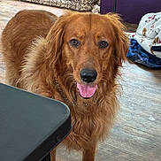 Ellie Mae joined the competition — help win amazing prizes! dog, golden_retriever, indoor, wooden_floor, table, blanket, pet, animal, curious, happy, tongue_out, canine, fur, collar, domestic, companion, friendly, mammal, looking, house