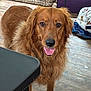 dog, golden_retriever, indoor, wooden_floor, table, blanket, pet, animal, curious, happy, tongue_out, canine, fur, collar, domestic, companion, friendly, mammal, looking, house