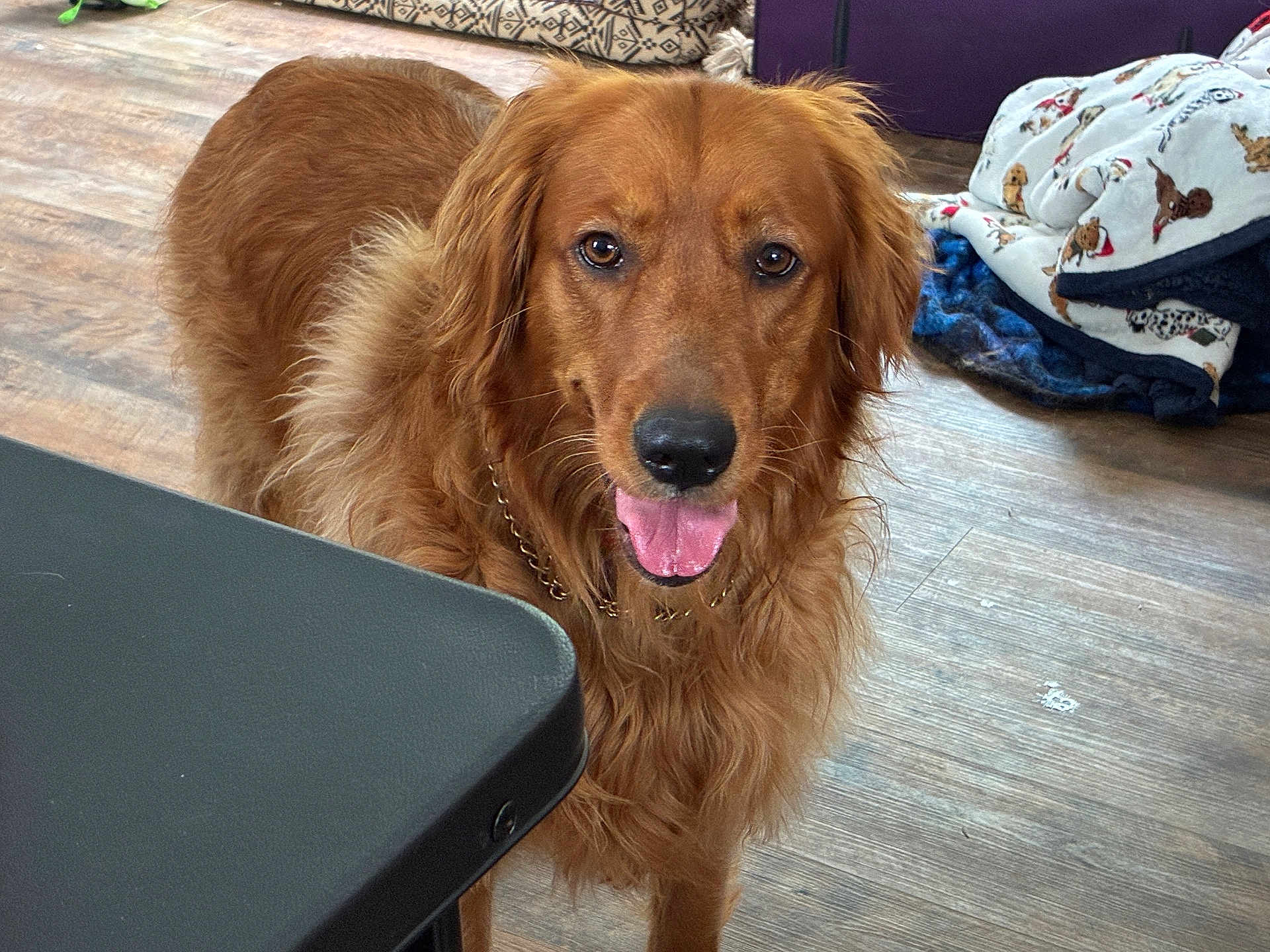 Ellie Mae joined the competition — help win amazing prizes! dog, golden_retriever, indoor, wooden_floor, table, blanket, pet, animal, curious, happy, tongue_out, canine, fur, collar, domestic, companion, friendly, mammal, looking, house