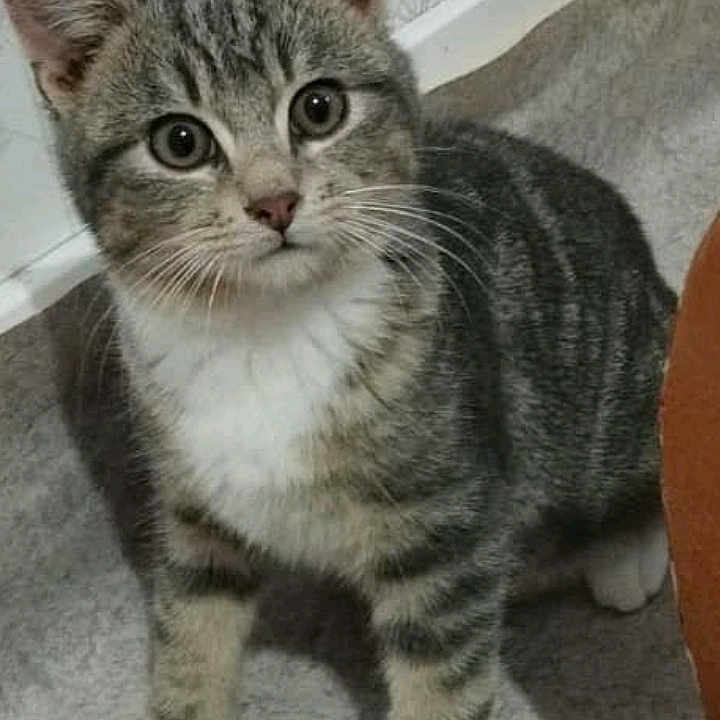 Romeo participe au concours pour gagner de l'argent avec cette photo : abyssinian, animal, cat, egyptiancat, gray, kitten, manx, pet