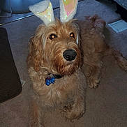 Charlie joined the competition — help win amazing prizes! dog, bunny_ears, carpet, indoor, pet, animal, brown_fur, collar, tag, relaxed, cute, fluffy, companion, household, floor, looking_up, domestic, cozy, furry, playful