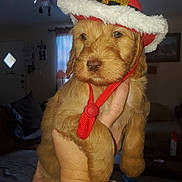 Dolly joined the competition — help win amazing prizes! puppy, dog, hat, red_hat, hand, indoors, living_room, furniture, ceiling_fan, window, curtains, cute, pet, fluffy, brown_fur, portrait, animal, domestic_animal, close_up, holiday_hat