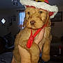 puppy, dog, hat, red_hat, hand, indoors, living_room, furniture, ceiling_fan, window, curtains, cute, pet, fluffy, brown_fur, portrait, animal, domestic_animal, close_up, holiday_hat