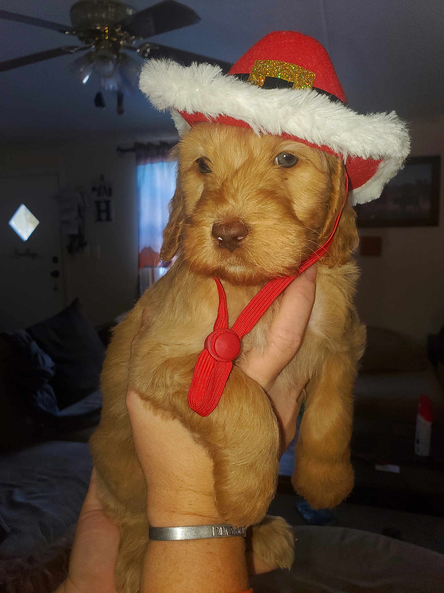 Dolly joined the competition — help win amazing prizes! puppy, dog, hat, red_hat, hand, indoors, living_room, furniture, ceiling_fan, window, curtains, cute, pet, fluffy, brown_fur, portrait, animal, domestic_animal, close_up, holiday_hat