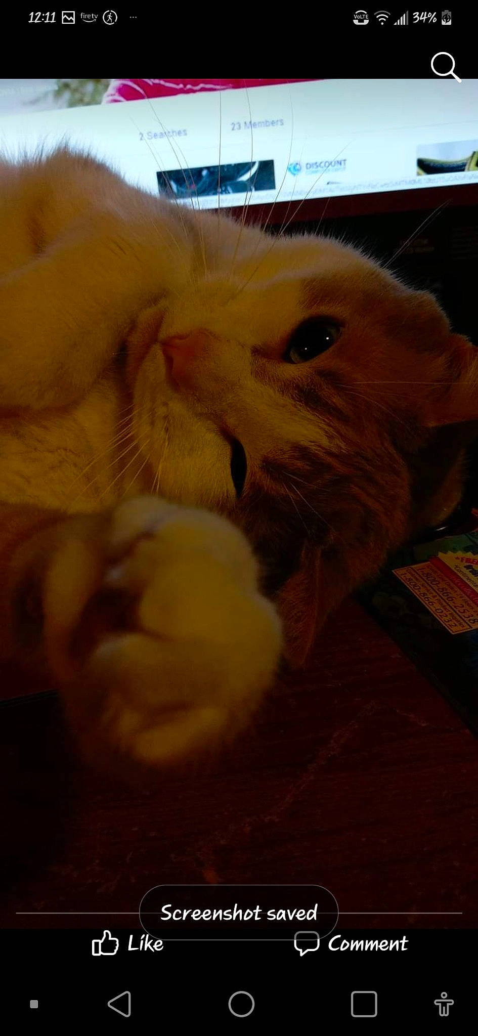 Max joined the competition — help win amazing prizes! box, carnivore, cat, claw, domestic_short_haired_cat, fawn, felidae, fur, hardwood, paw, publication, small_to_medium_sized_cats, snout, tail, whiskers, wood