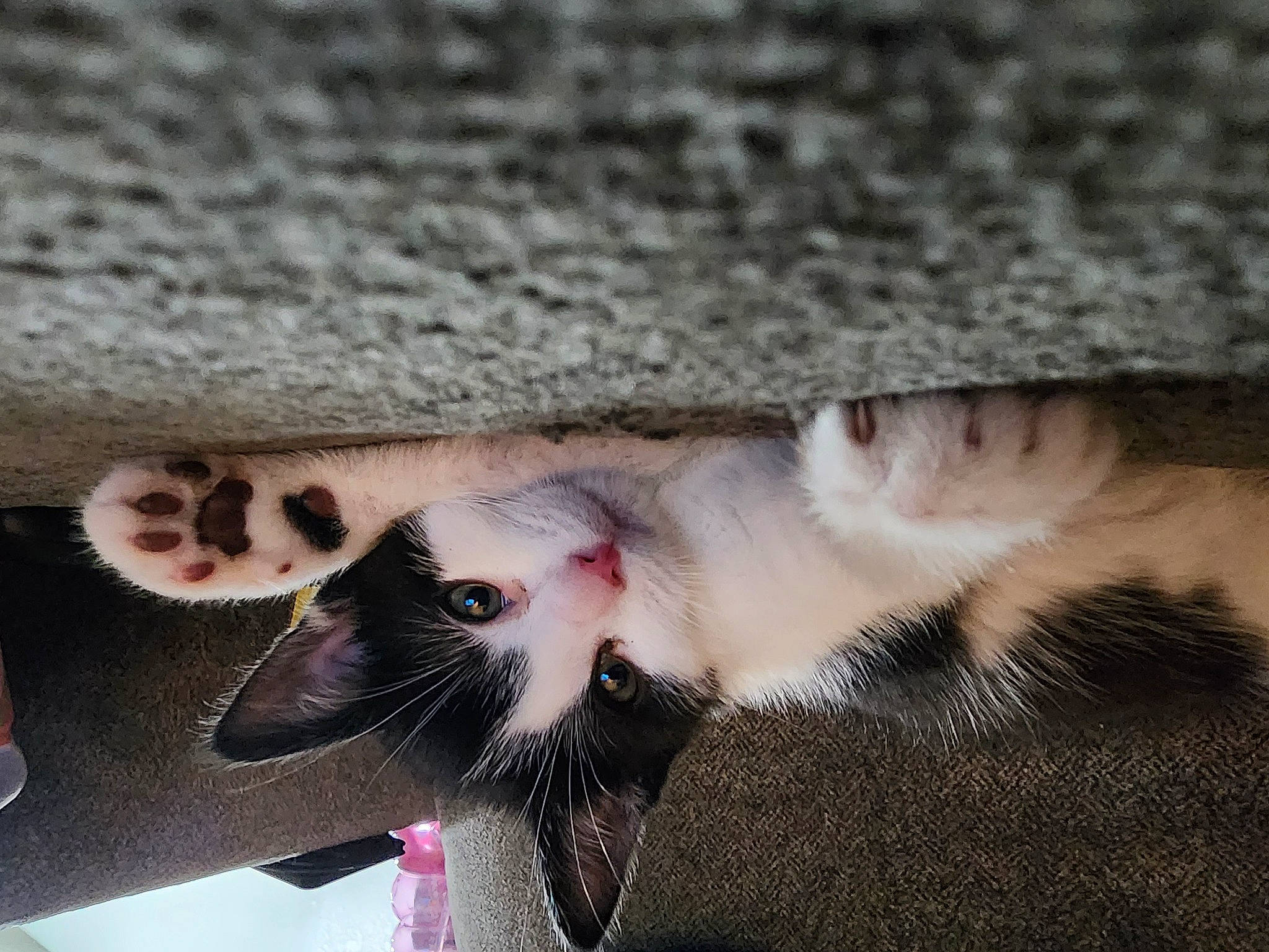 Ollie joined the competition — help win amazing prizes! carnivore, cat, claw, close_up, domestic_short_haired_cat, eyelash, fawn, felidae, foot, fur, grey, leg, nail, paw, plant, small_to_medium_sized_cats, snout, tail, toe, whiskers