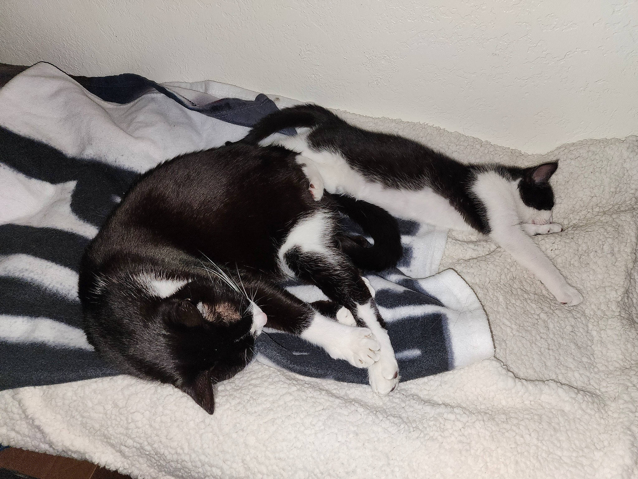 Ollie joined the competition — help win amazing prizes! black_cat, canidae, carnivore, cat, claw, comfort, companion_dog, dog_breed, domestic_short_haired_cat, felidae, fur, linens, nap, non_sporting_group, paw, small_to_medium_sized_cats, sporting_group, tail, terrestrial_animal, whiskers