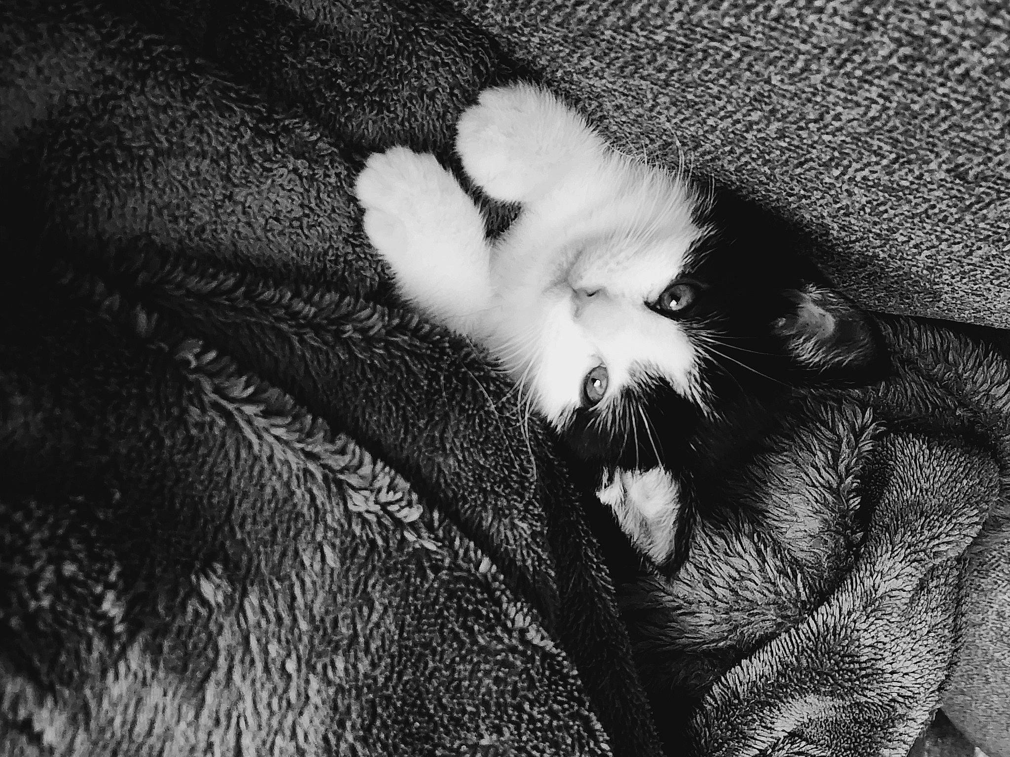 Ollie is registered to the contest to win money with this photo: beard, canidae, carnivore, claw, close_up, darkness, dog_breed, eyelash, facial_hair, felidae, flash_photography, gesture, grey, monochrome, monochrome_photography, paw, small_to_medium_sized_cats, sporting_group, tail, whiskers