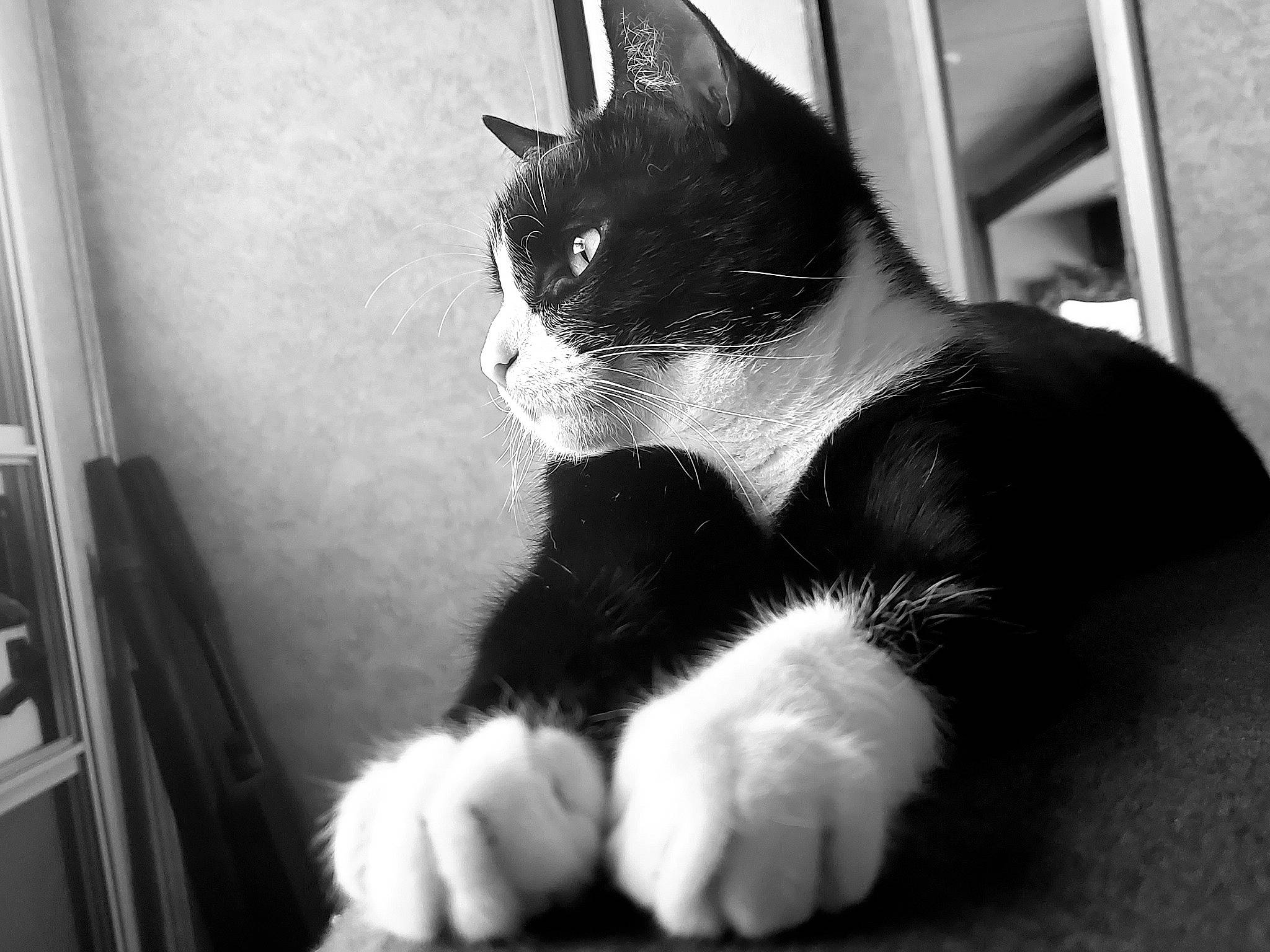Felix joined the competition — help win amazing prizes! black, black_and_white, black_cat, carnivore, cat, ear, eye, felidae, fur, kitten, leg, monochrome, monochrome_photography, paw, polydactyl_cat, small_to_medium_sized_cats, snapshot, snout, tail, whiskers