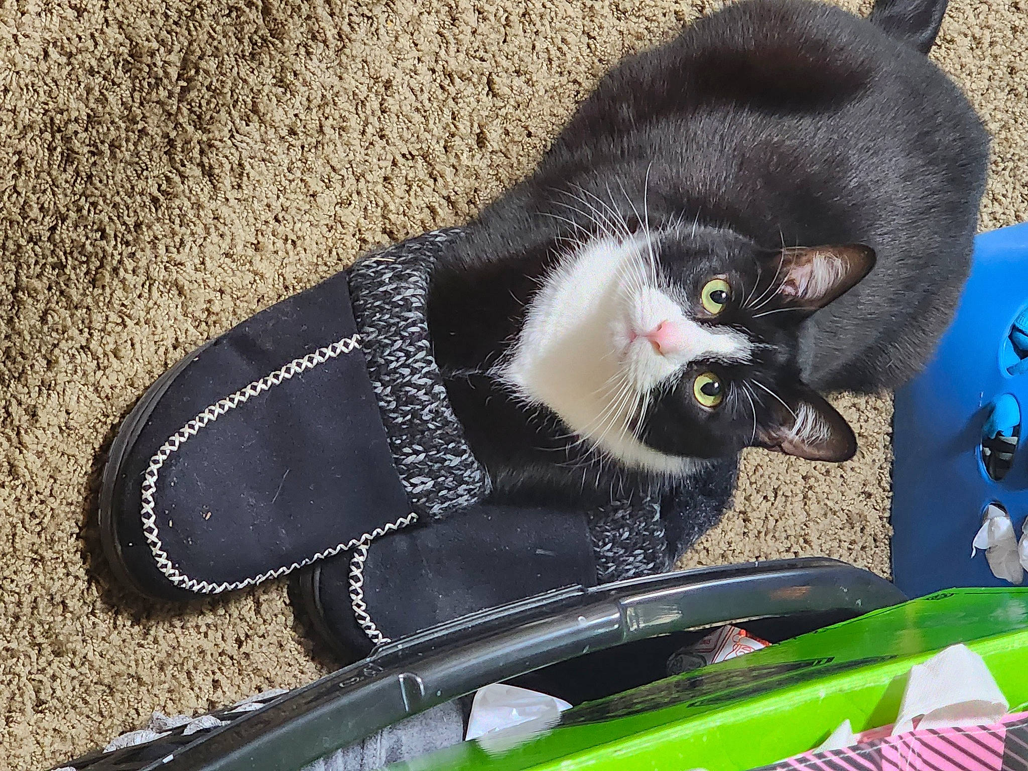 Felix joined the competition — help win amazing prizes! auto_part, automotive_exterior, automotive_lighting, automotive_mirror, bombay, carnivore, cat, collar, domestic_short_haired_cat, felidae, fur, grass, hood, motor_vehicle, small_to_medium_sized_cats, snout, tail, vehicle, whiskers, windshield