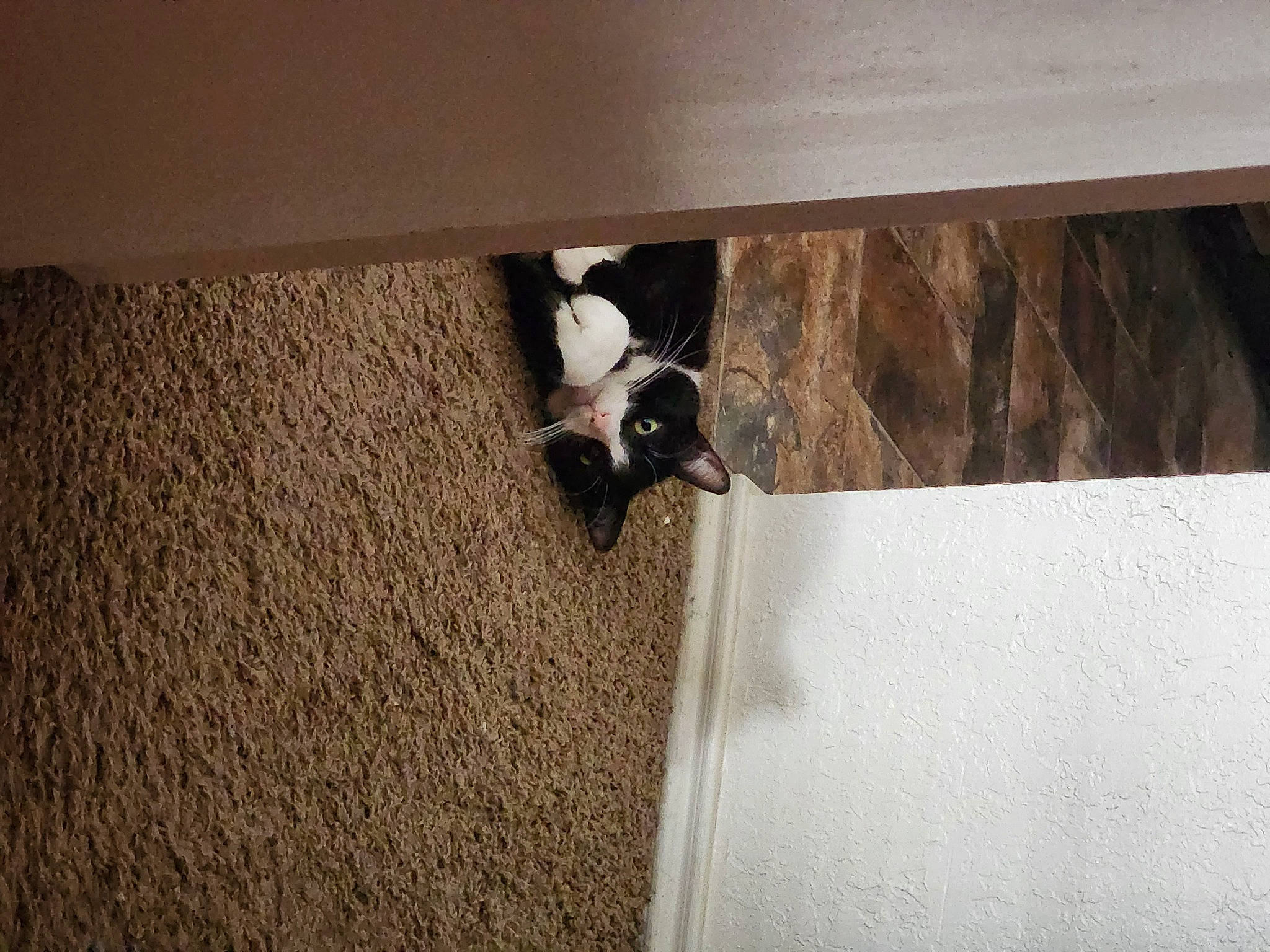 Felix joined the competition — help win amazing prizes! beige, brown, carnivore, comfort, dog, dog_breed, door, fawn, felidae, floor, flooring, hardwood, plywood, room, sporting_group, stairs, tail, tints_and_shades, wood, wood_stain