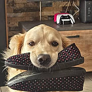 Tess participe au concours pour gagner de l'argent avec cette photo : animal, canine, close_up, dog, fluffy, footwear, funny, gaming_console, golden_fur, golden_retriever, indoor, living_room, pet, playful, polka_dot, portrait, slippers, television, tile_floor, wooden_furniture
