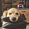 animal, canine, close_up, dog, fluffy, footwear, funny, gaming_console, golden_fur, golden_retriever, indoor, living_room, pet, playful, polka_dot, portrait, slippers, television, tile_floor, wooden_furniture