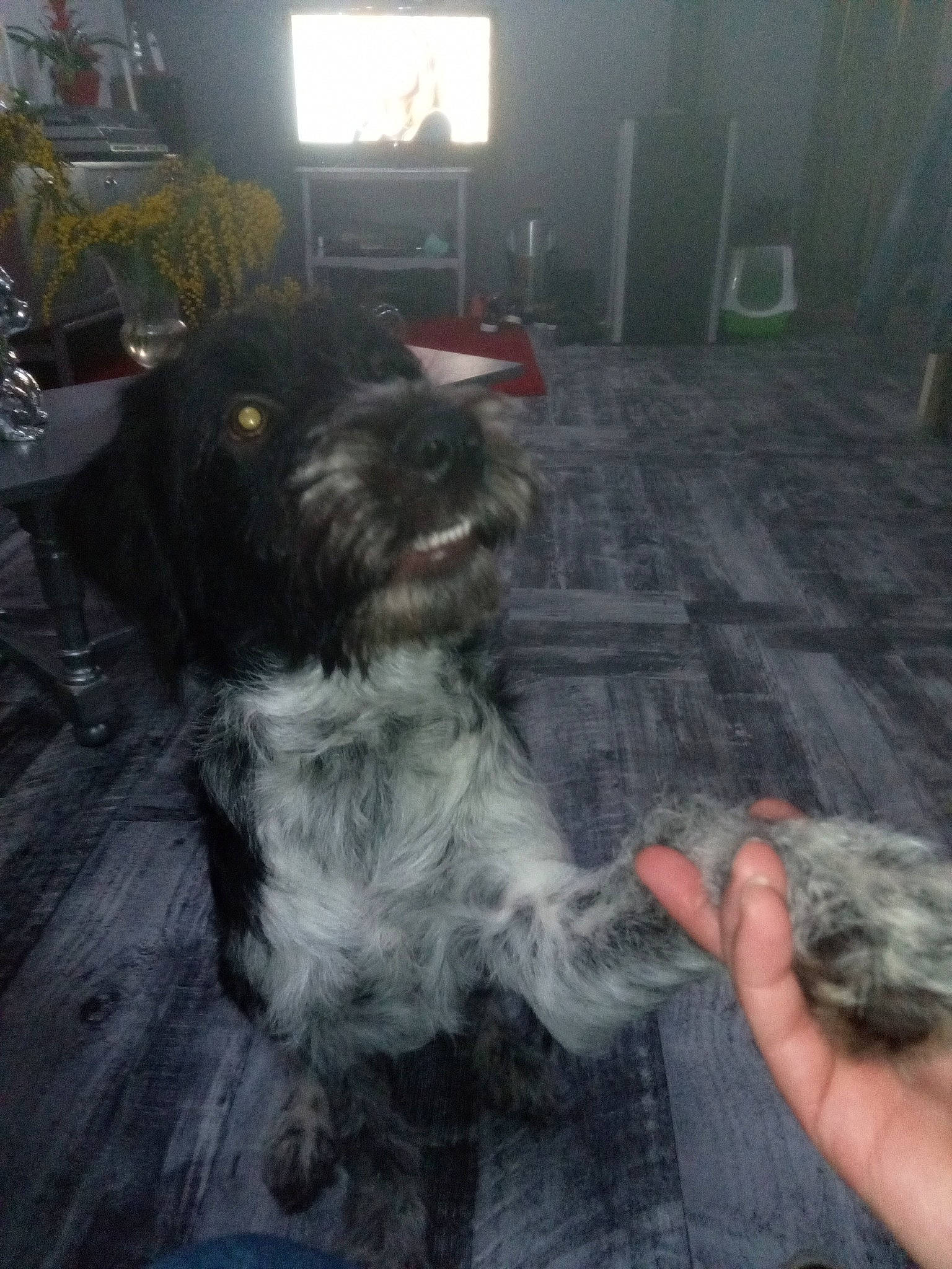 Rooth a rejoint le concours — aidez-le/la à gagner de superbes lots ! canidae, carnivore, companion_dog, dog, dog_breed, flooring, fur, houseplant, liver, non_sporting_group, picture_frame, small_terrier, sporting_group, tail, terrier, toy_dog, water_dog, working_animal, working_dog, yorkipoo