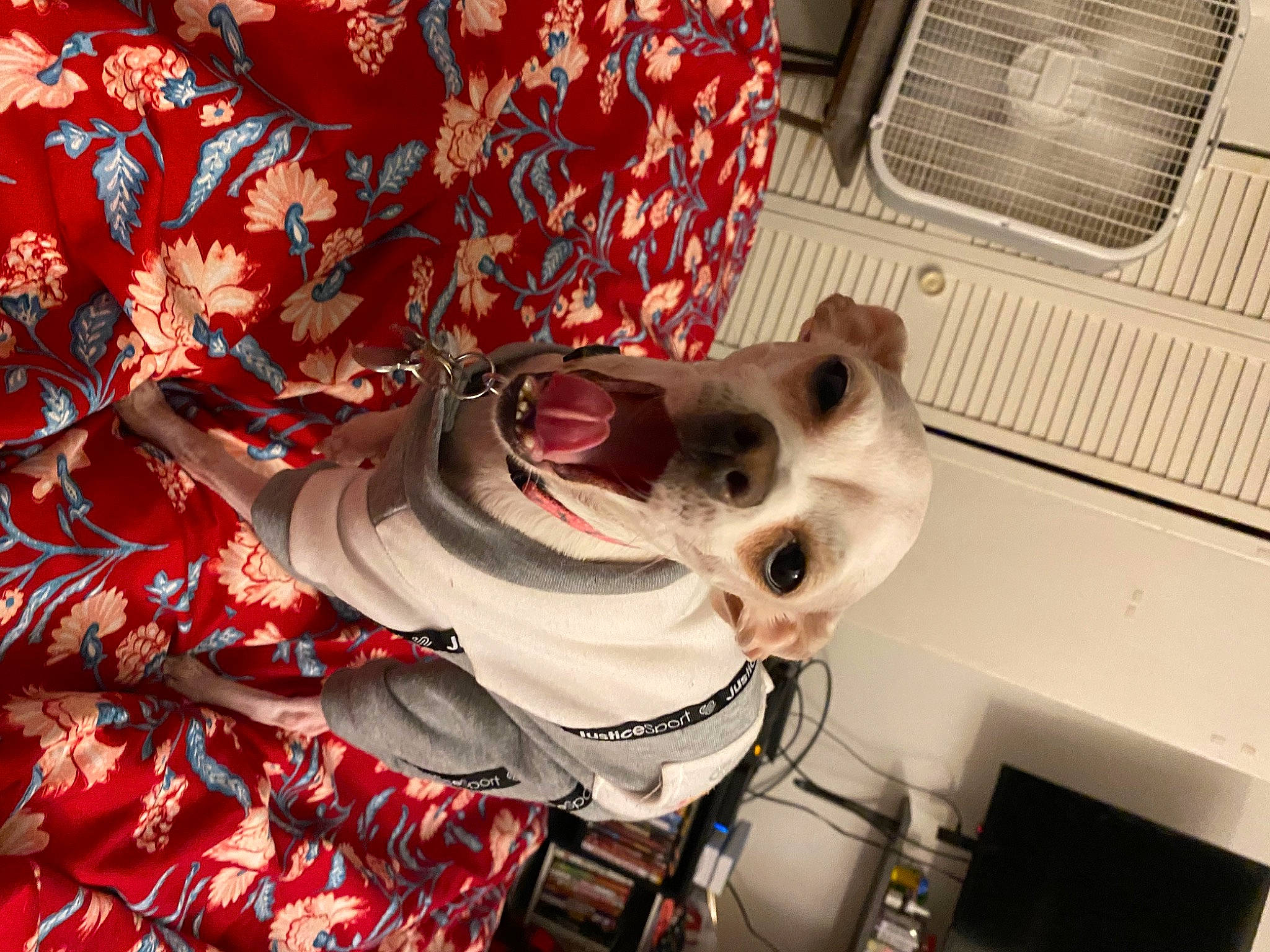 Bindi joined the competition — help win amazing prizes! canidae, carmine, carnivore, ceiling, collar, companion_dog, dog, dog_breed, dog_collar, dog_supply, eyewear, fashion_accessory, fur, linens, non_sporting_group, pattern, petal, room, snout, sporting_group