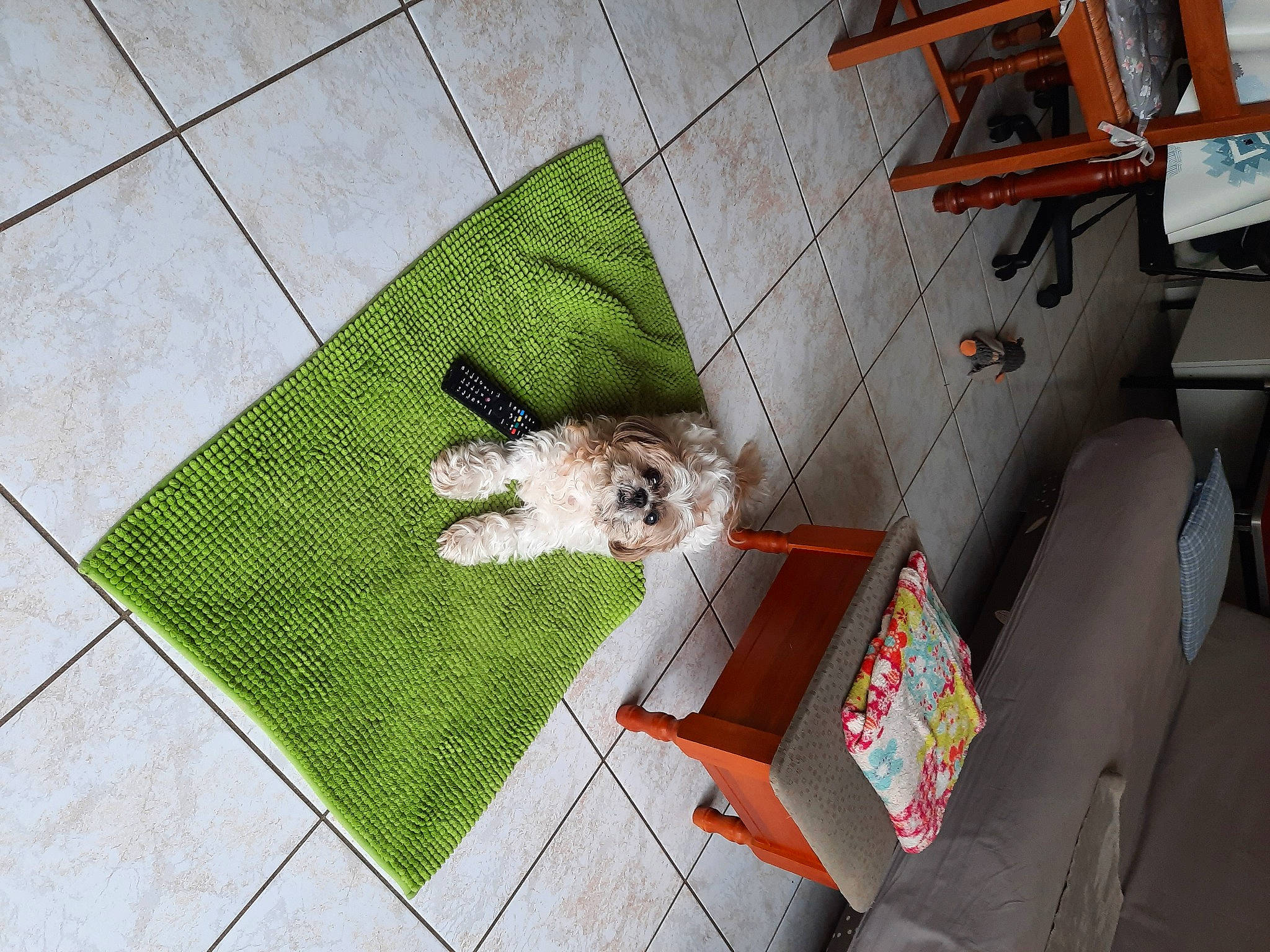 Lola a rejoint le concours — aidez-le/la à gagner de superbes lots ! carnivore, chair, comfort, companion_dog, couch, dog, dog_breed, fawn, felidae, floor, flooring, grass, hardwood, living_room, pattern, product, rectangle, table, tail, wood