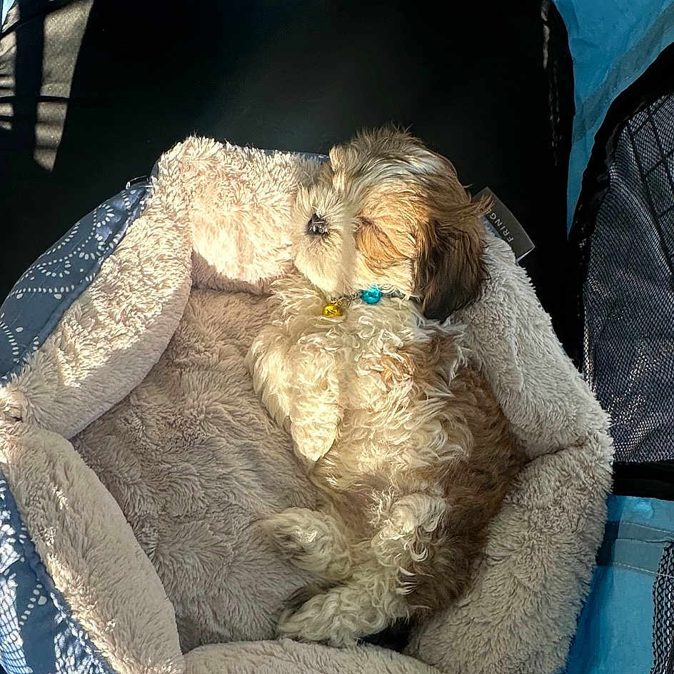 Nico joined the competition — help win amazing prizes! auto_part, car, car_seat, car_seat_cover, carnivore, comfort, companion_dog, dog, dog_breed, family_car, fawn, head_restraint, mammal, motor_vehicle, seat_belt, snout, sporting_group, stuffed_toy, toy, vehicle_door