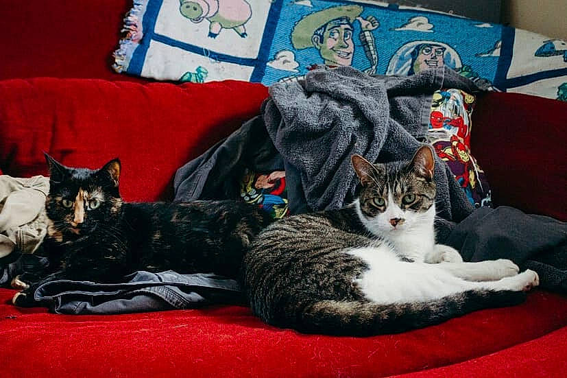 Rocket joined the competition — help win amazing prizes! aegean_cat, american_shorthair, asian, carnivore, cat, couch, domestic_short_haired_cat, european_shorthair, felidae, furniture, kitten, mammal, small_to_medium_sized_cats, tabby_cat, whiskers