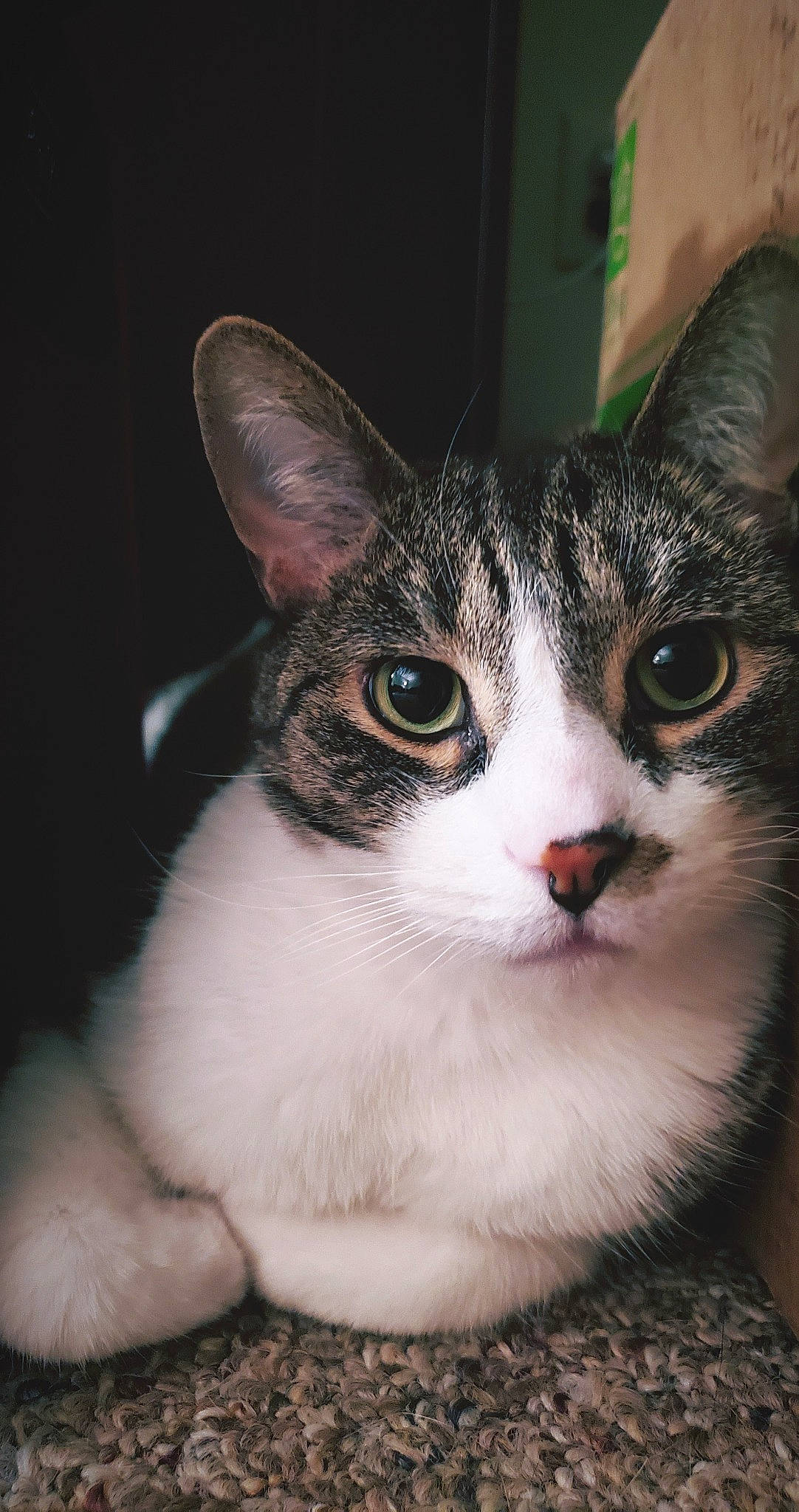 Rocket is registered to the contest to win money with this photo: aegean_cat, american_wirehair, asian, carnivore, cat, domestic_short_haired_cat, european_shorthair, eye, felidae, german_rex, japanese_bobtail, kitten, mammal, polydactyl_cat, singapura, small_to_medium_sized_cats, snout, vertebrate, whiskers