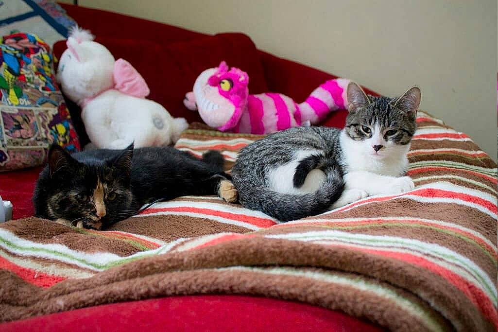 Rocket is registered to the contest to win money with this photo: american_shorthair, asian, carnivore, cat, domestic_short_haired_cat, dragon_li, european_shorthair, felidae, fur, kitten, mammal, small_to_medium_sized_cats, tabby_cat, vertebrate, whiskers