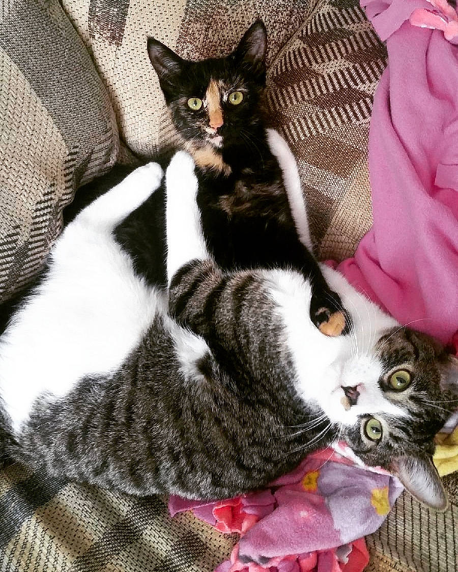 Rocket is registered to the contest to win money with this photo: aegean_cat, american_shorthair, american_wirehair, asian, carnivore, cat, domestic_short_haired_cat, dragon_li, european_shorthair, felidae, fur, german_rex, kitten, mammal, paw, polydactyl_cat, small_to_medium_sized_cats, snout, tabby_cat, whiskers