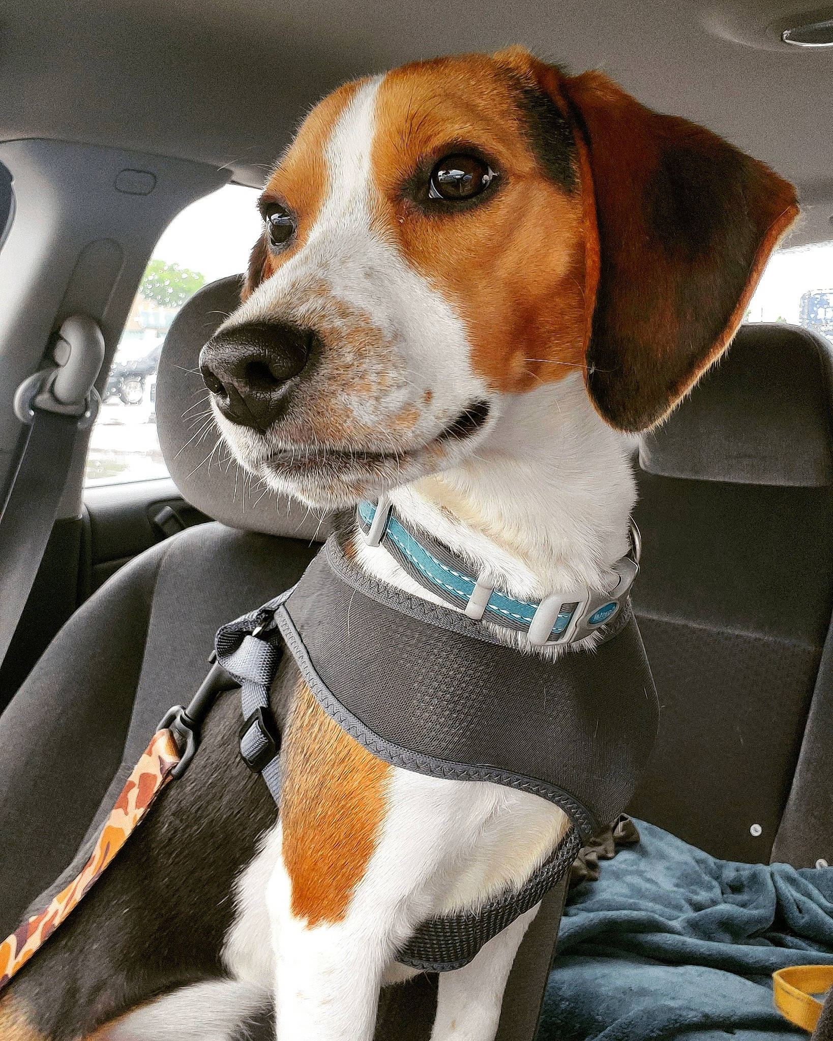 Stanlee is registered to the contest to win money with this photo: american_foxhound, beagle, beagle_harrier, beaglier, canidae, carnivore, companion_dog, dog, dog_breed, drever, english_foxhound, estonian_hound, finnish_hound, hamiltonstovare, harrier, mammal, serbian_tricolour_hound, snout, treeing_walker_coonhound, vertebrate