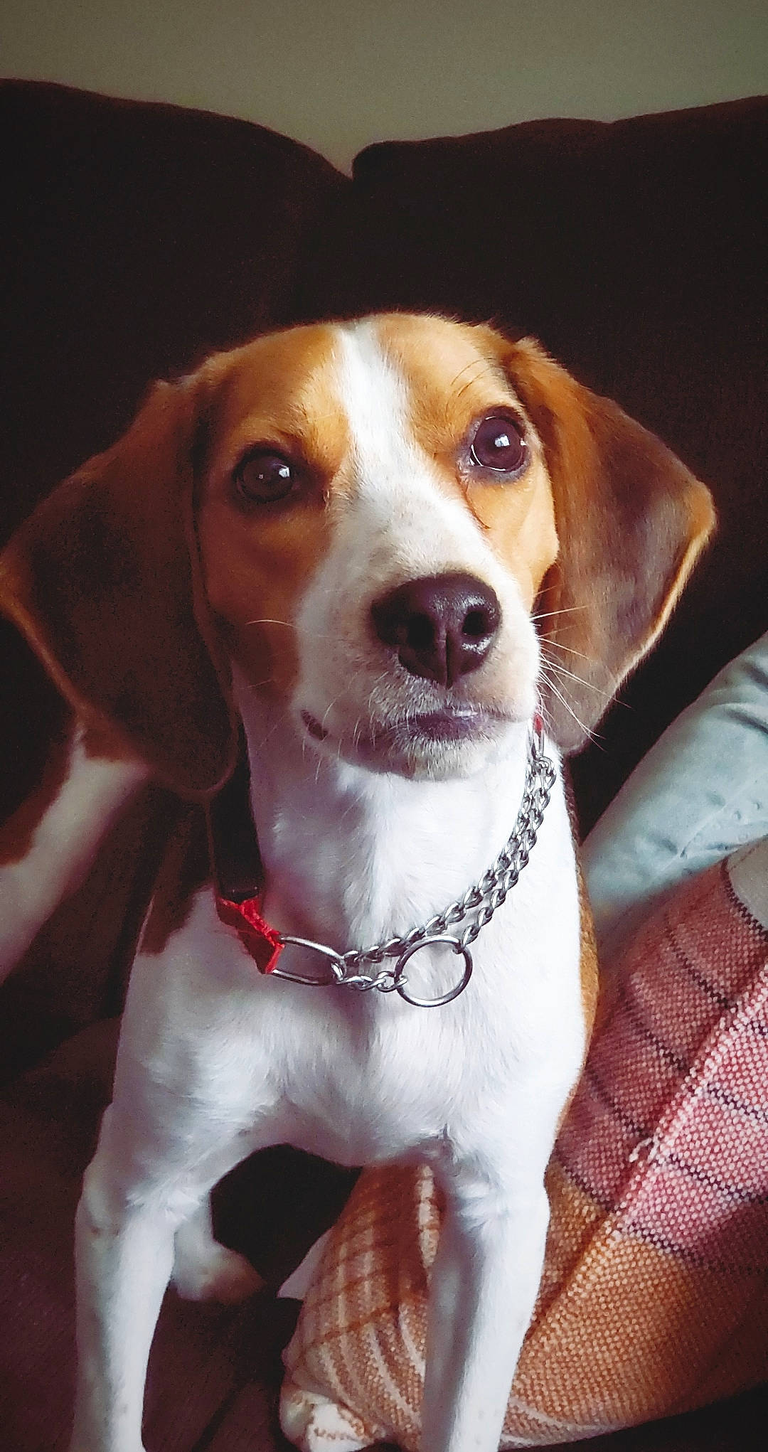 Stanlee is registered to the contest to win money with this photo: american_foxhound, beagle, beagle_harrier, beaglier, braque_saint_germain, canidae, carnivore, companion_dog, dog, dog_breed, drever, english_foxhound, finnish_hound, hamiltonstovare, harrier, mammal, serbian_tricolour_hound, snout, treeing_walker_coonhound, vertebrate