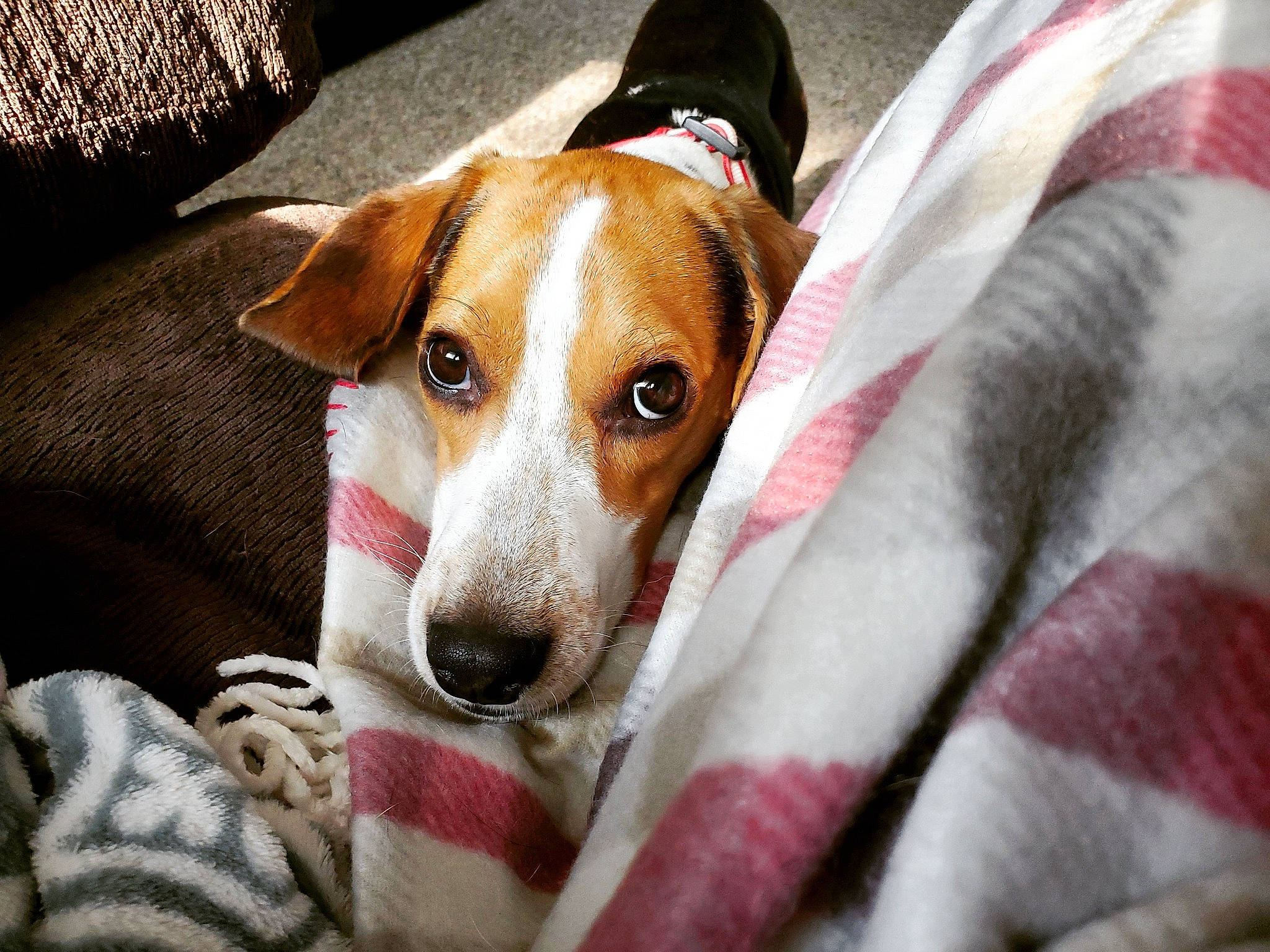 Stanlee joined the competition — help win amazing prizes! canidae, carnivore, companion_dog, danish_swedish_farmdog, dog, dog_breed, feist, harrier, irishjacks, jack_russell_terrier, mammal, parson_russell_terrier, puppy, rat_terrier, russell_terrier, snout, sporting_group, teddy_roosevelt_terrier, vertebrate, whiskers