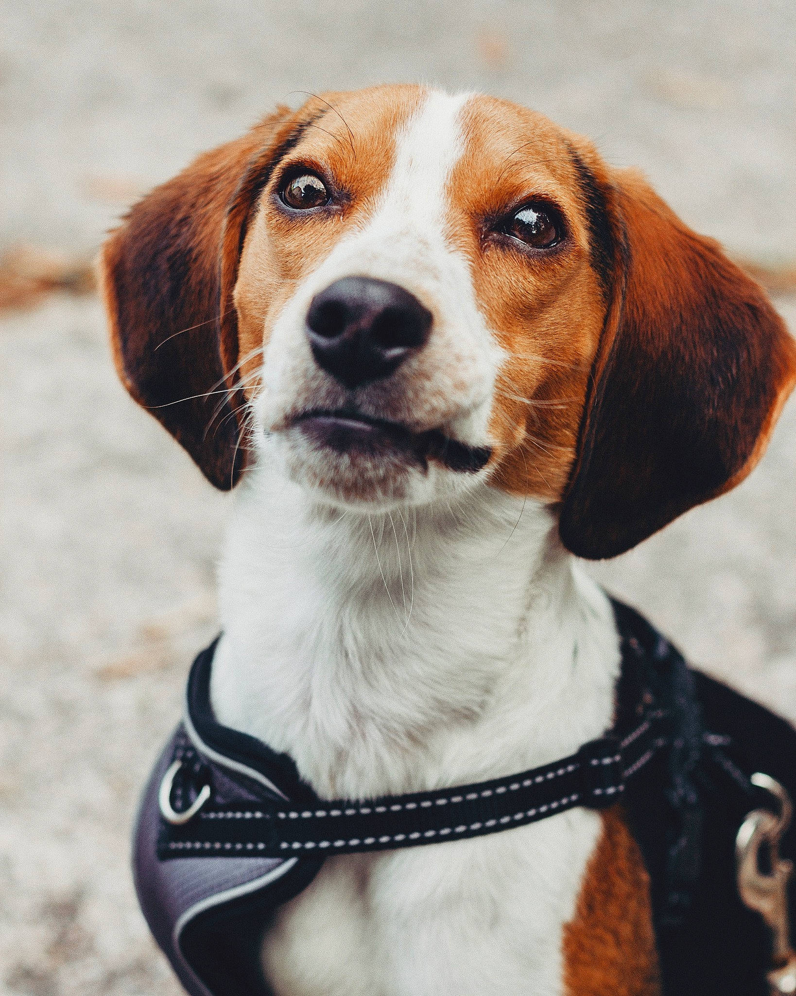 Stanlee joined the competition — help win amazing prizes! american_foxhound, beagle, beagle_harrier, canidae, carnivore, companion_dog, dog, dog_breed, drever, english_foxhound, estonian_hound, finnish_hound, grand_anglo_francais_tricolore, hamiltonstovare, harrier, mammal, serbian_tricolour_hound, snout, treeing_walker_coonhound, vertebrate