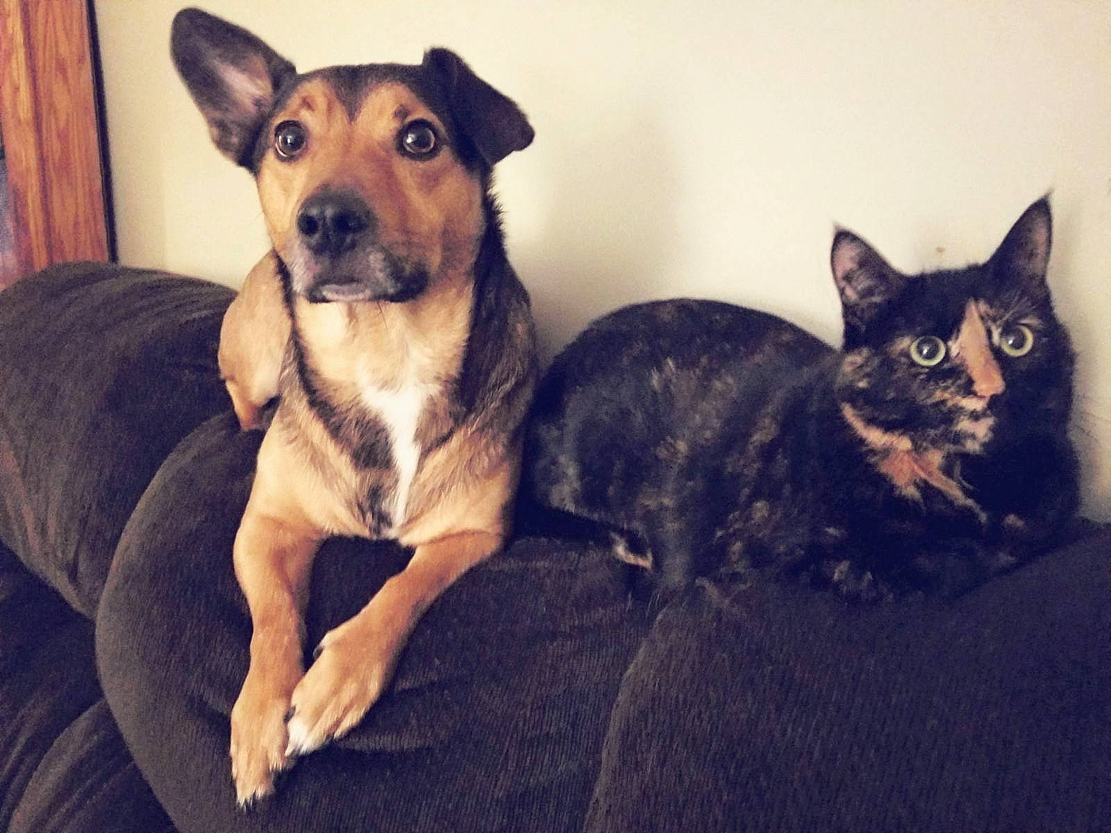 Bucky joined the competition — help win amazing prizes! canidae, carnivore, cat, companion_dog, dog, dog_breed, ear, fawn, felidae, kitten, mammal, puppy, small_to_medium_sized_cats, sporting_group, vertebrate, whiskers