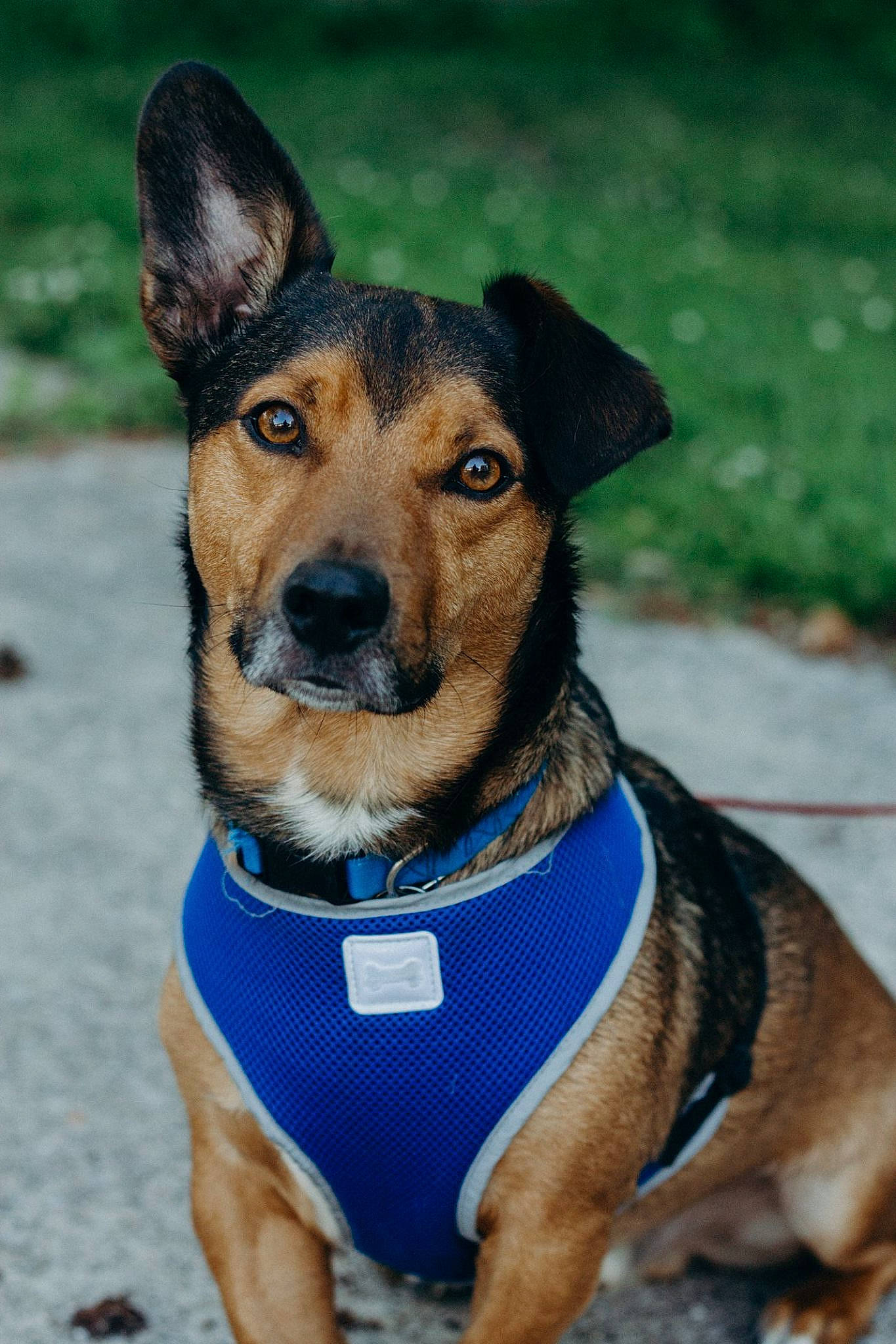 Bucky joined the competition — help win amazing prizes! black_and_tan_terrier, canidae, carnivore, collar, companion_dog, dog, dog_breed, dog_collar, fawn, feist, german_pinscher, mammal, potcake_dog, rare_breed_dog, snout, sporting_group, vertebrate, whiskers, working_dog